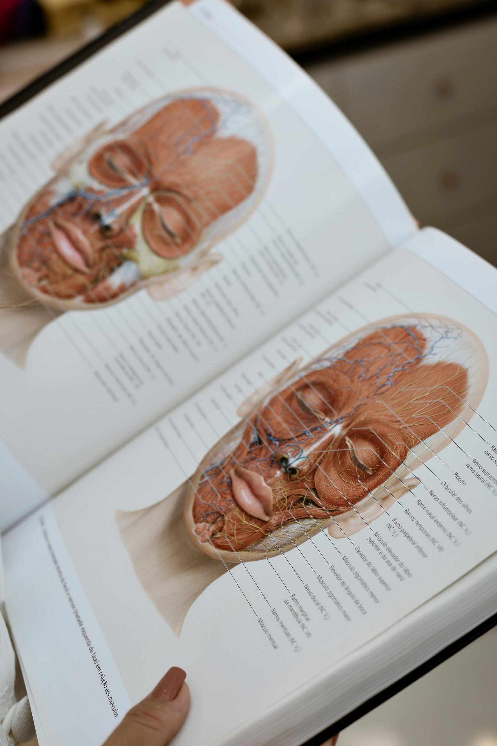 muscle visage